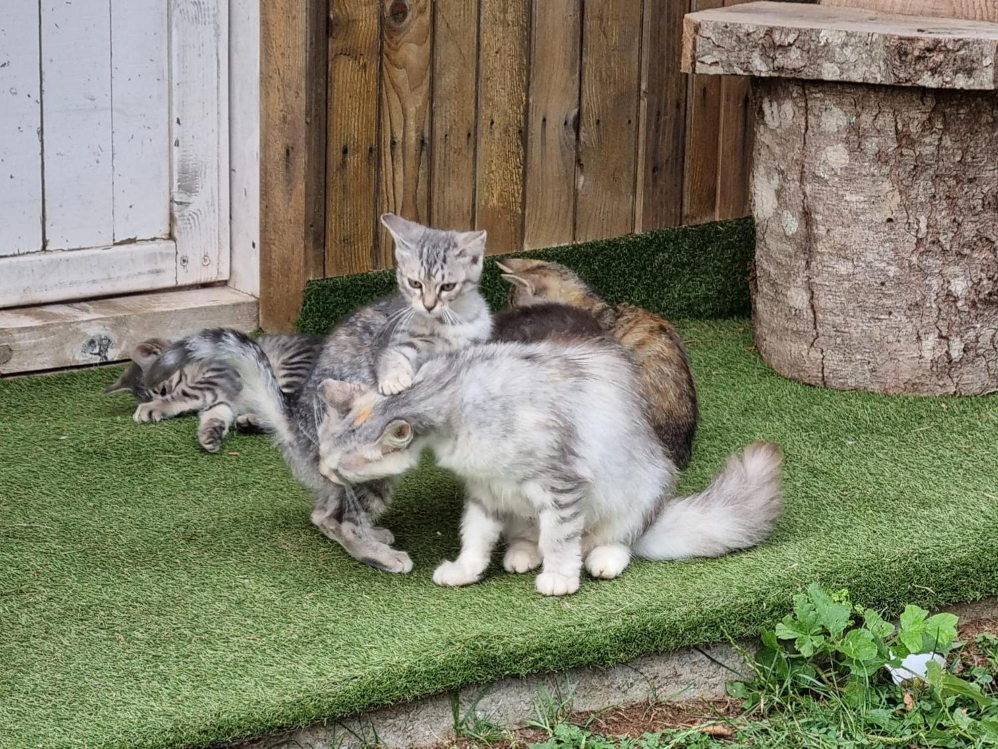 Willa Katun Lanista-Kolibe Bogavac Mojkovac Zewnętrze zdjęcie